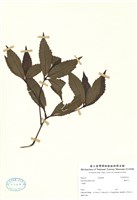 藏品(紅果金粟蘭)的圖片